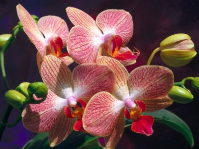 Amalia: la orquídea mestiza de Camagüey